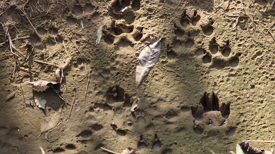 <div class="paragraphs"><p>Image showing paw prints. For representational purposes.</p></div>