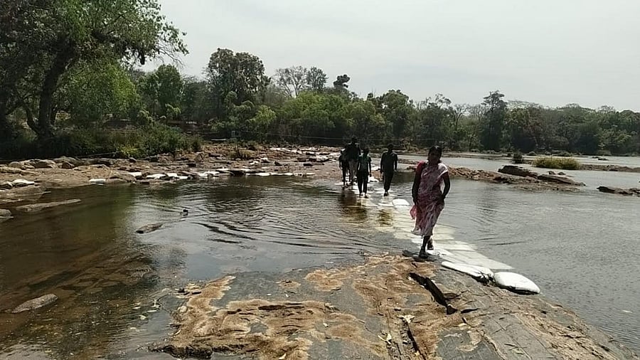 <div class="paragraphs"><p>People cross River Cauvery in Dubare by walking.</p></div>