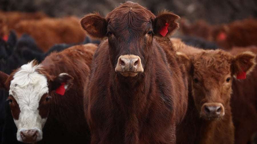 <div class="paragraphs"><p>Livestock. Representative image.</p></div>