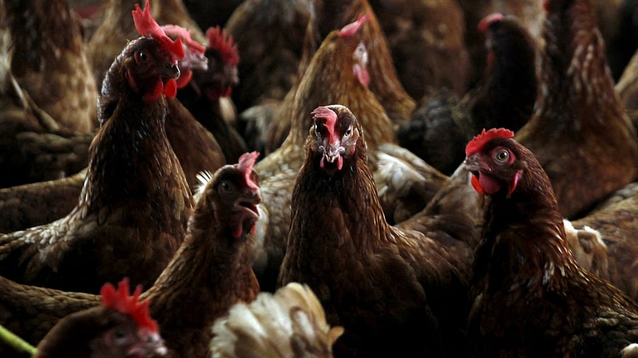 <div class="paragraphs"><p>Rao wrote in an X post that cases of bird flu are being reported across the state but it is rare to spread from birds to humans even if it is a contagious disease.</p></div>