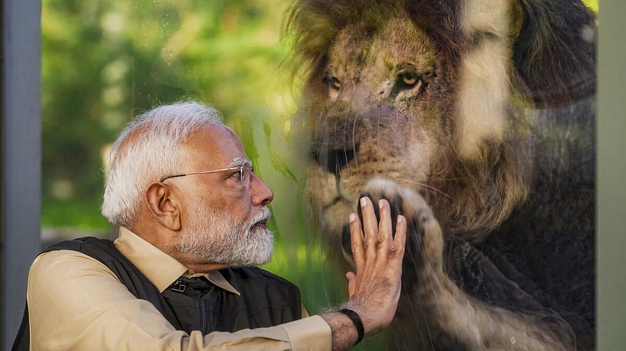 <div class="paragraphs"><p>Prime Minister Narendra Modi interacts with a lion during the inauguration of 'Vantara', in Jamnagar, Gujarat.</p></div>