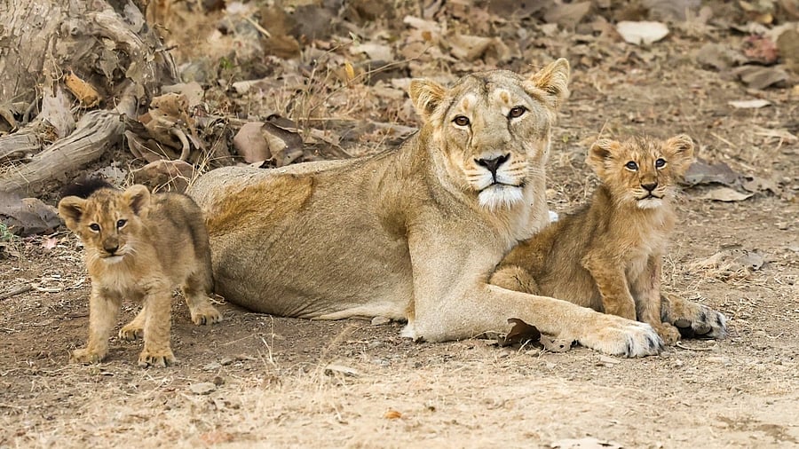 <div class="paragraphs"><p>A lioness with her cubs at Gir Wildlife Sanctuary in Gujarat’s Junagadh district. </p></div>