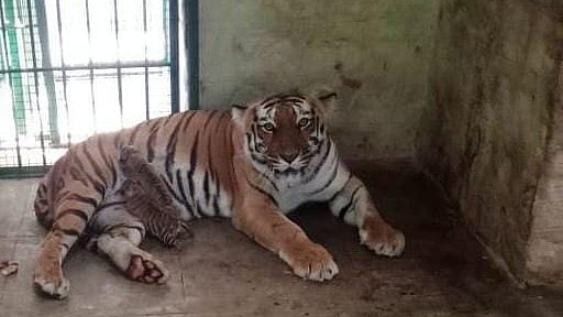 <div class="paragraphs"><p>Tigresses Hima and Aranya nurse their cubs in the Bannerghatta Biological Park.</p></div>