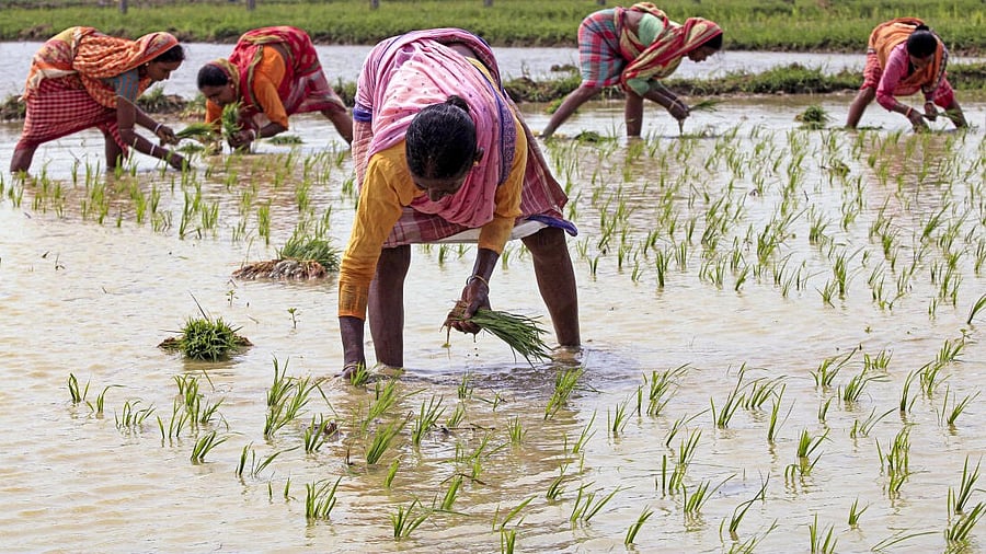 <div class="paragraphs"><p>Maharashtra Relief and Rehabilitation Minister Makarand Jadhav-Patil on Monday said it was "partially true" that eight farmers, on average, died by suicide daily in the past 56 months in the state.</p></div>