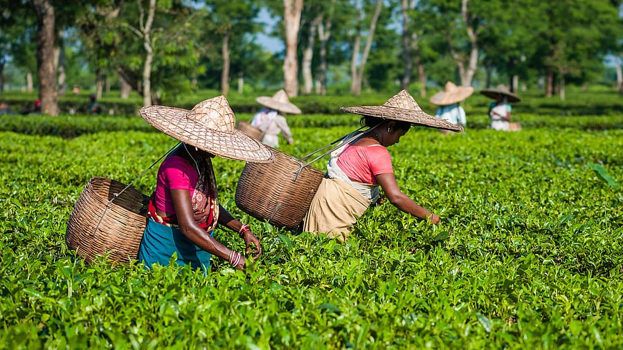 <div class="paragraphs"><p>Image showing women harvesting tea leaves in Assam. For representational purposes.</p></div>