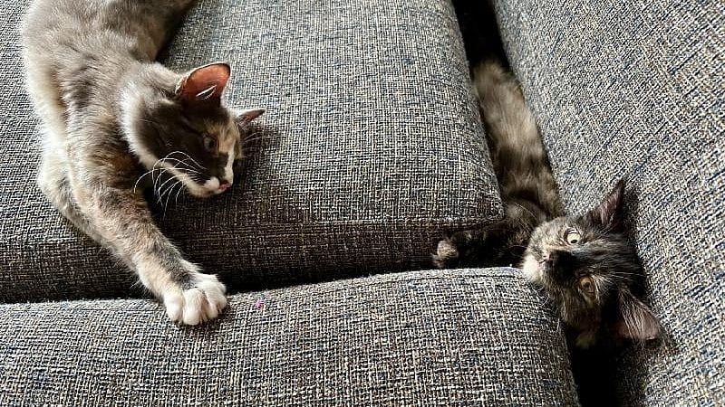 <div class="paragraphs"><p>Image showing two cats playing.</p></div>