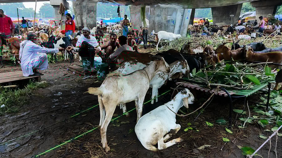 <div class="paragraphs"><p>Representative image showing goats</p></div>