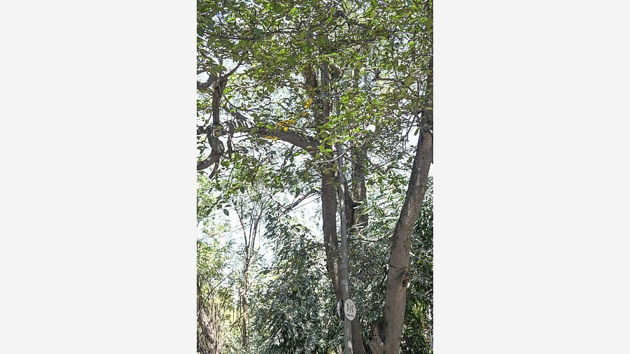 <div class="paragraphs"><p>Overgrown vegetation and low-hanging branches hide streetlights along Raj Bhavan Road, putting motorists at risk. DH PHOTO/SK DINESH&nbsp;&nbsp;</p></div>