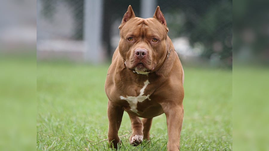 <div class="paragraphs"><p>Representative image of a Pitbull dog.</p></div>