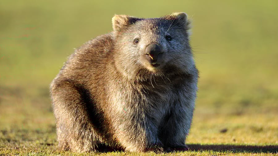 <div class="paragraphs"><p>Baby wombat. For representative purpose&nbsp;</p></div>