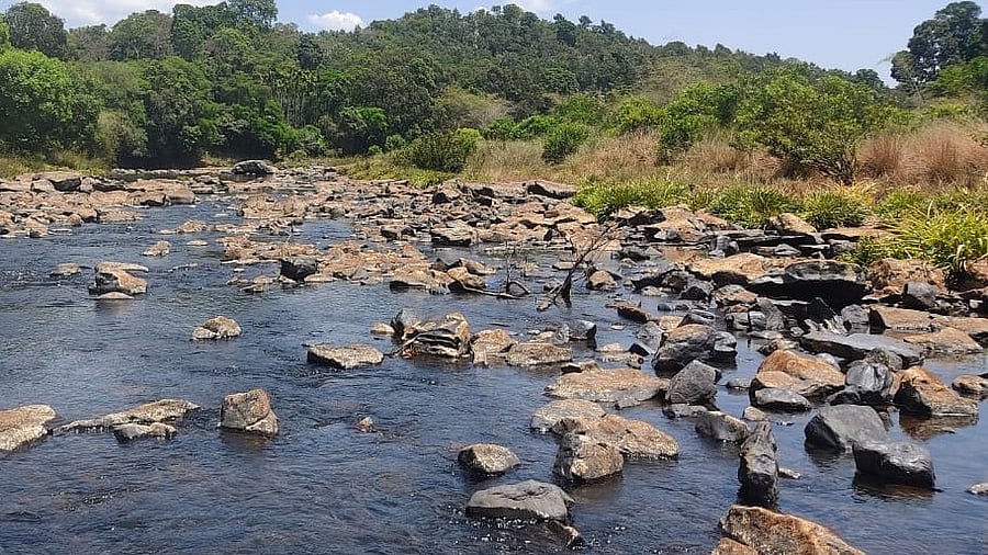 <div class="paragraphs"><p>Water level has depleted at River Cauvery in Guhya village. </p></div>