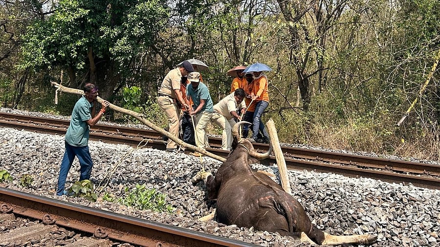<div class="paragraphs"><p>Forest officials move the carcase of a female Indian gaur that was killed by a train near Londa on Thursday.</p></div>