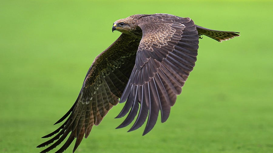<div class="paragraphs"><p> A Black Kite</p></div>