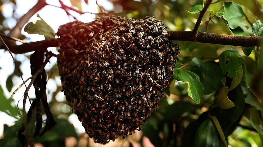 <div class="paragraphs"><p>A honeycomb hanging on a tree branch. Representative image.</p></div>
