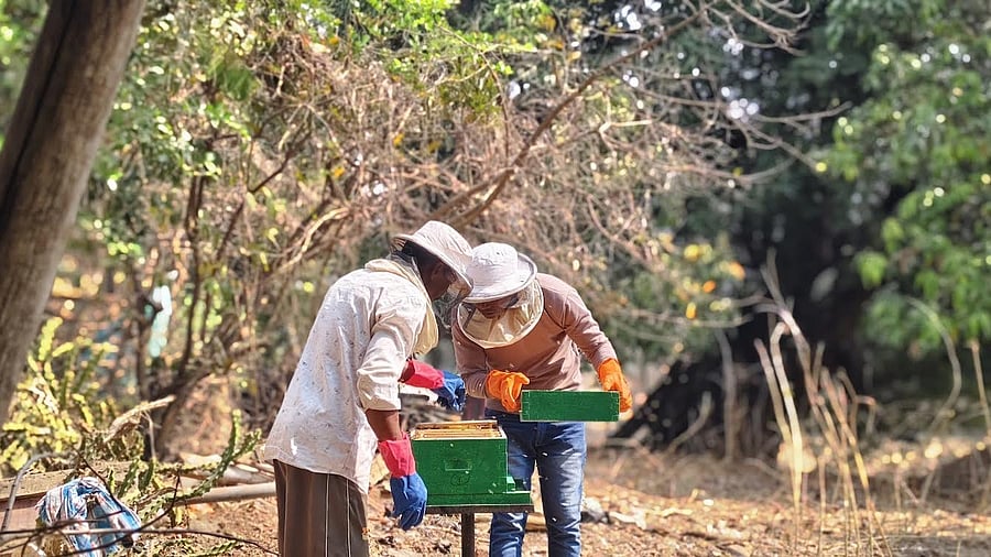 <div class="paragraphs"><p>First honey harvest at Maharashtra's Phansad Wildlife Sanctuary.&nbsp;</p></div>
