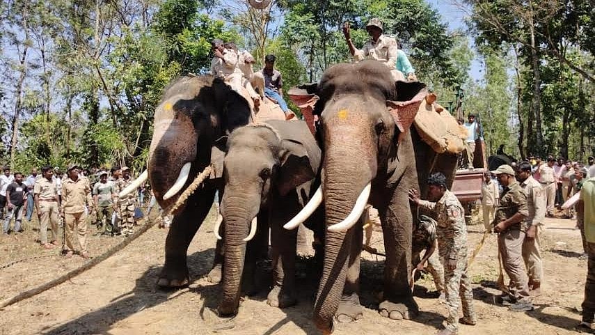 <div class="paragraphs"><p>A wild jumbo rescued with the help of tamed elephants from a coffee estate at Bikkodu hobli in Belur taluk Hassan district on Sunday.</p></div>