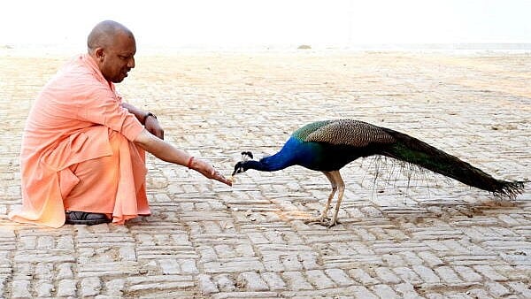 <div class="paragraphs"><p>Uttar Pradesh Chief Minister Yogi Adityanath feeds a peacock on the occasion of Holi, at Gorakhnath Temple in Gorakhpur.</p></div>