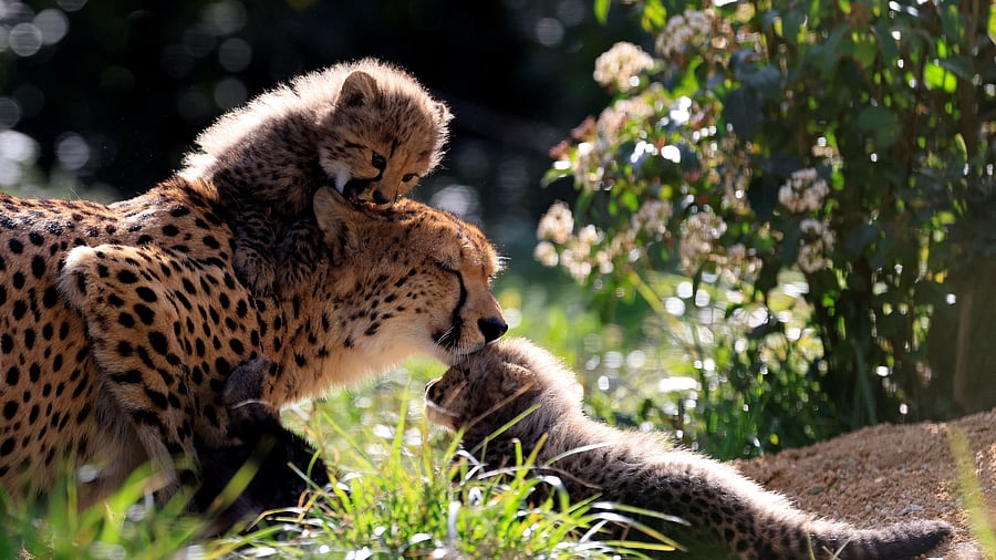 <div class="paragraphs"><p>Representative image of a female cheetah with her cubs.</p></div>