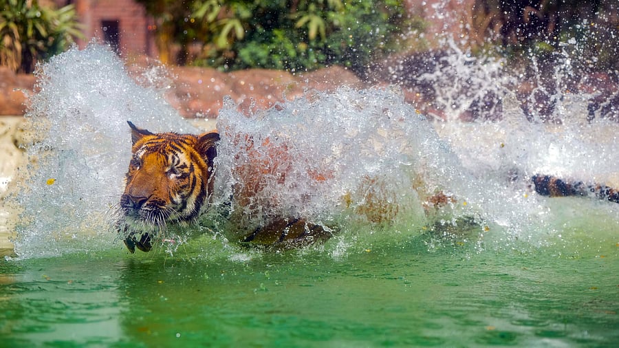 <div class="paragraphs"><p>A Royal Bengal Tiger </p></div>