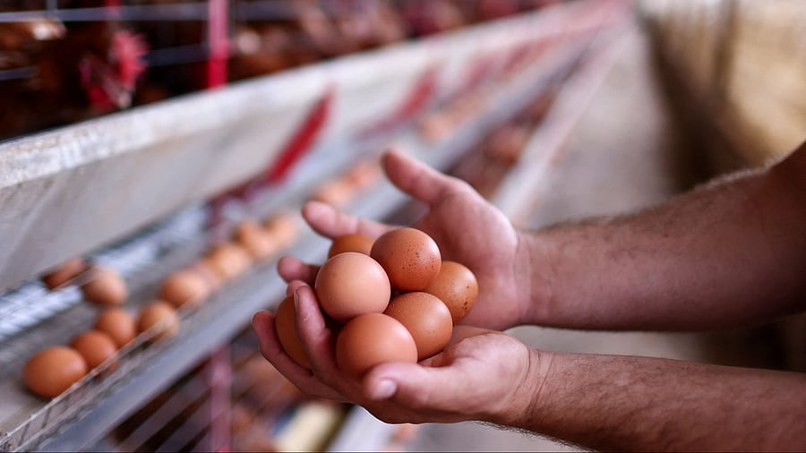 <div class="paragraphs"><p>A worker collects eggs at a poultry farm </p></div>