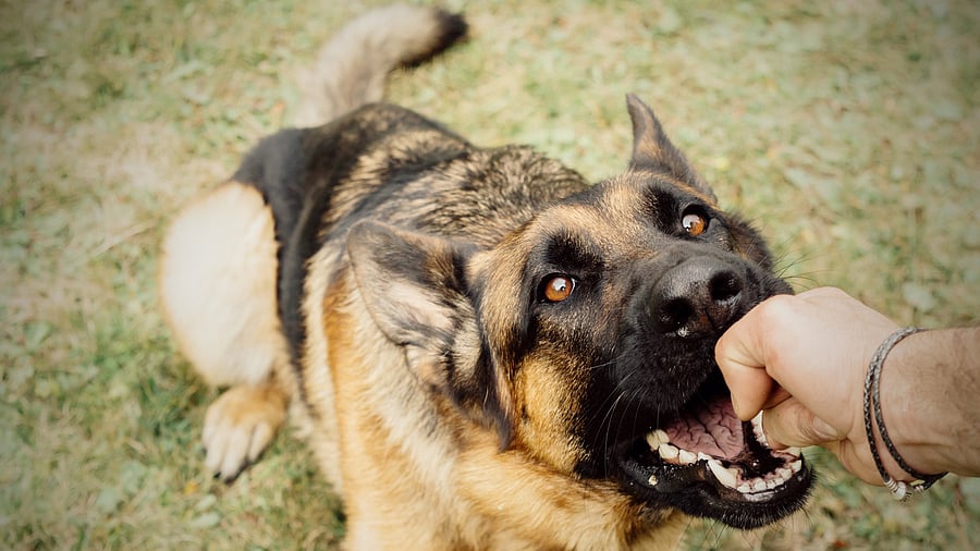 <div class="paragraphs"><p>A German Shepherd seen biting a person's hand in this representative image</p></div>