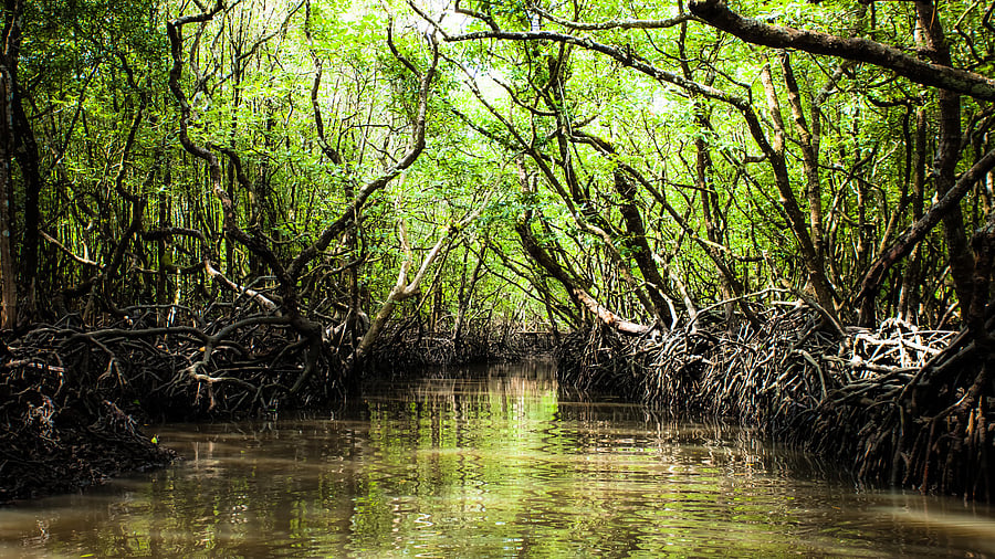 <div class="paragraphs"><p>Representative image showing&nbsp;mangroves</p></div>