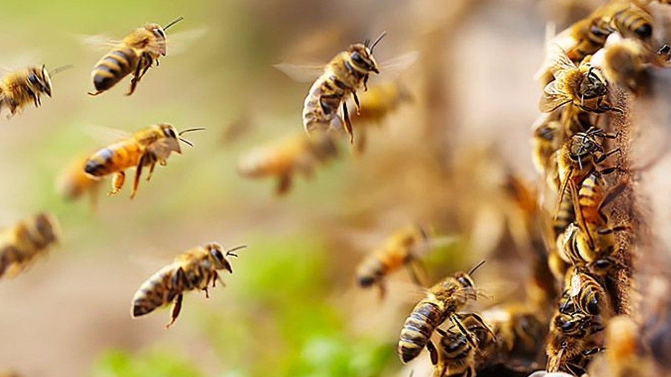Bee attack