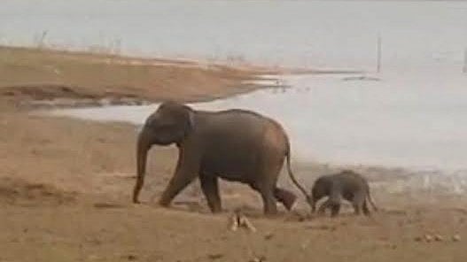 <div class="paragraphs"><p>An elephant and her newborn calf were seen at Bhadra backwaters on Thursday.</p></div>
