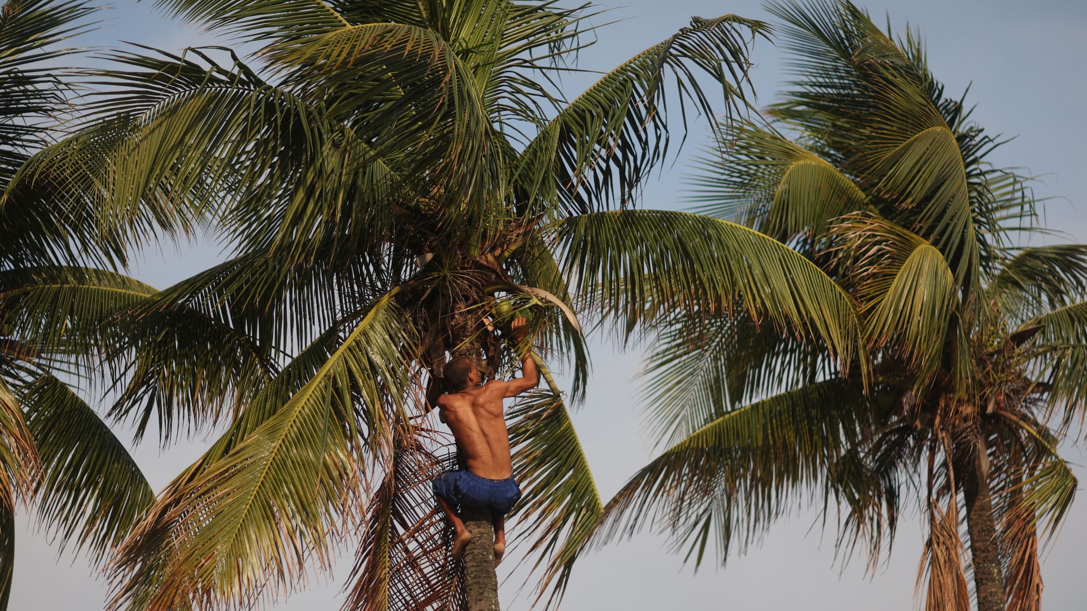 <div class="paragraphs"><p>A man climbs a palm tree to reach coconuts due to high temperatures, in Copacabana beach.</p></div>