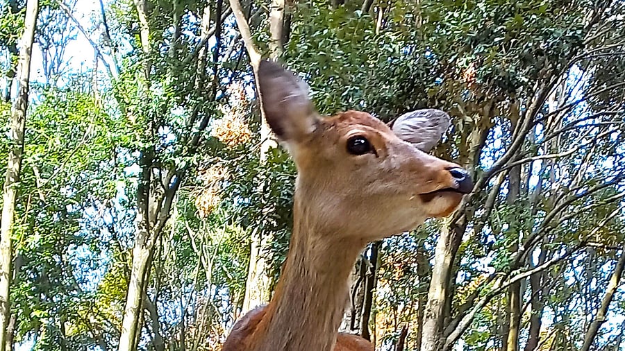 <div class="paragraphs"><p>A doe in Nara, Japan.</p></div>