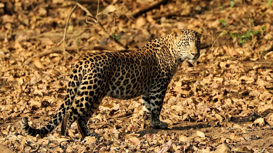 <div class="paragraphs"><p>A leopard.</p></div>