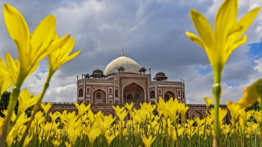 <div class="paragraphs"><p>Rain Lily flowers in bloom at the Humayun Tomb during monsoon season in New Delhi.</p></div>