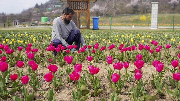 <div class="paragraphs"><p>A gardner works on flower beds as part of preparation before opening of Tulip garden for the public, in Srinagar.&nbsp;</p></div>