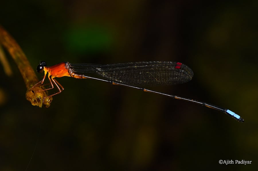 <div class="paragraphs"><p>Saffron reedtail, a rare species of damselfly, was spotted at Madhugundi in Chikkamagaluru's Mudigere taluk.</p></div>