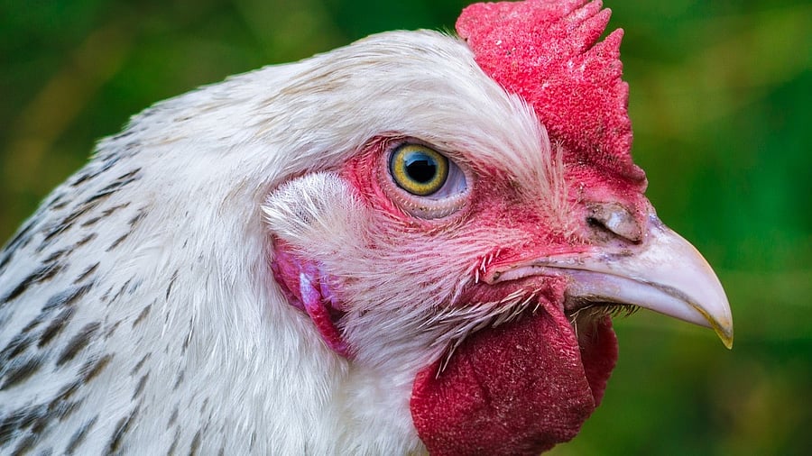 <div class="paragraphs"><p>Representative image showing a hen.</p></div>