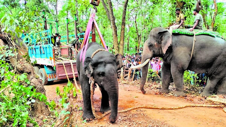 <div class="paragraphs"><p>Forest department personnel shift the ‘makhna’ elephant onto the truck with the help of the crane, at Hebbanahalli in Sakleshpur taluk, Hassan district, on Sunday.</p></div>