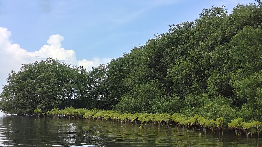 <div class="paragraphs"><p>Karnataka is among the states which moved fast in preparing the action plan in 2021.</p></div>