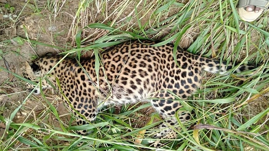 <div class="paragraphs"><p>Representative image of a dead leopard that was found dead in a suspicious manner, at Kallundi village, in Arsikere taluk, Hassan district.</p></div>