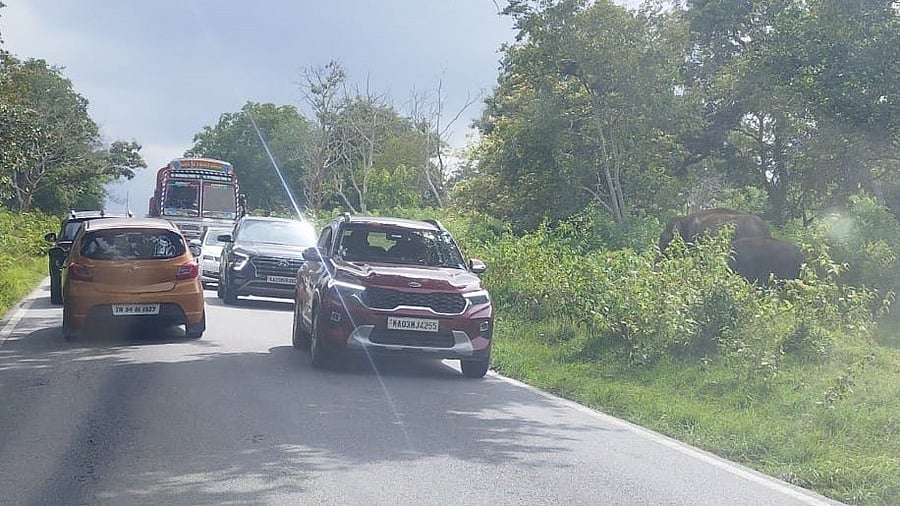 <div class="paragraphs"><p>Vehicles stop on the road as those inside them take a look a elephants in Bandipur tiger reserve</p></div>