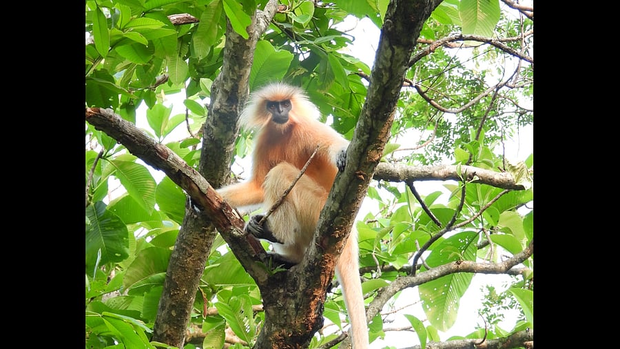 <div class="paragraphs"><p>Golden langur</p></div>