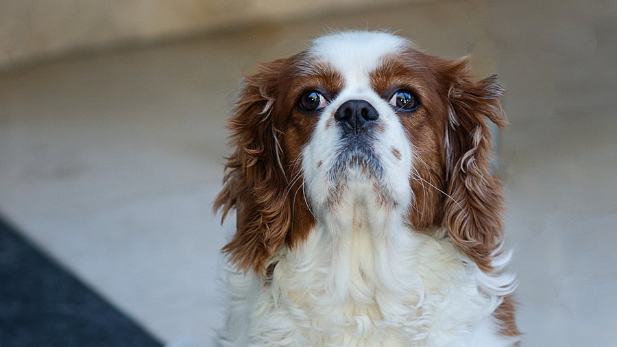 <div class="paragraphs"><p>King Charles Cavalie</p></div>