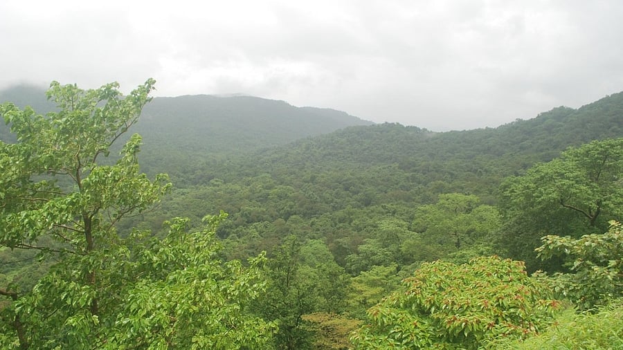 <div class="paragraphs"><p>Representative image of forests.&nbsp;</p></div>