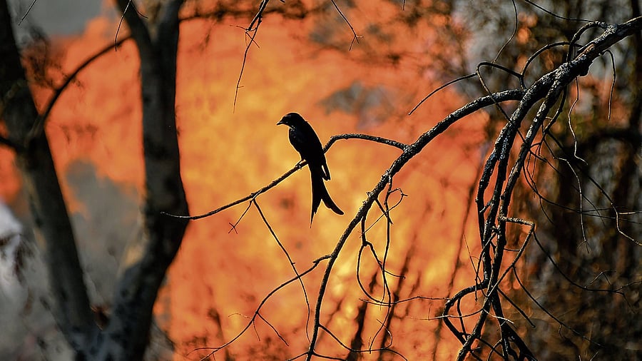 <div class="paragraphs"><p>In 2019, forest fires&nbsp;broke out in numerous places across the&nbsp;Bandipur&nbsp;National Park. </p></div>