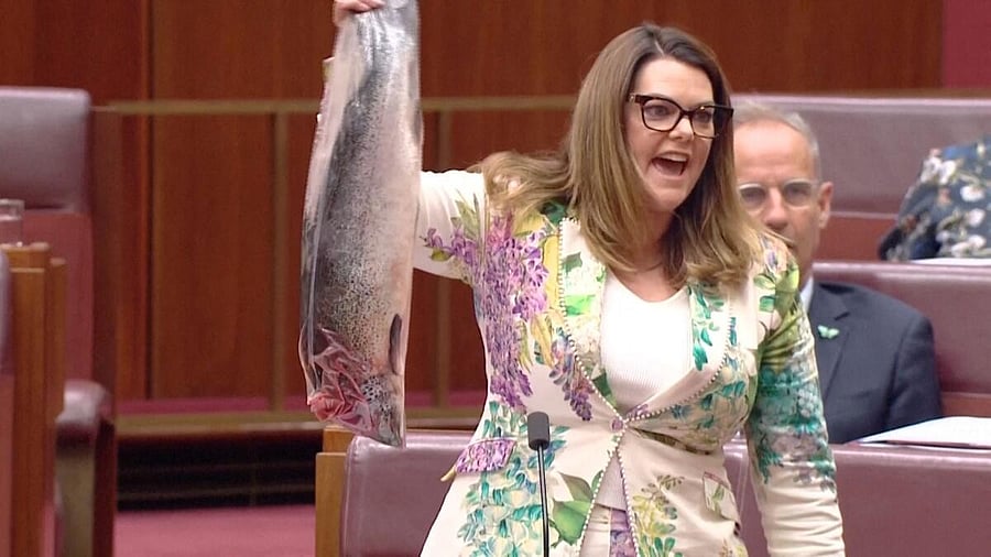 <div class="paragraphs"><p>Greens Senator Sarah Hanson-Young holds a dead salmon in a plastic bag</p></div>