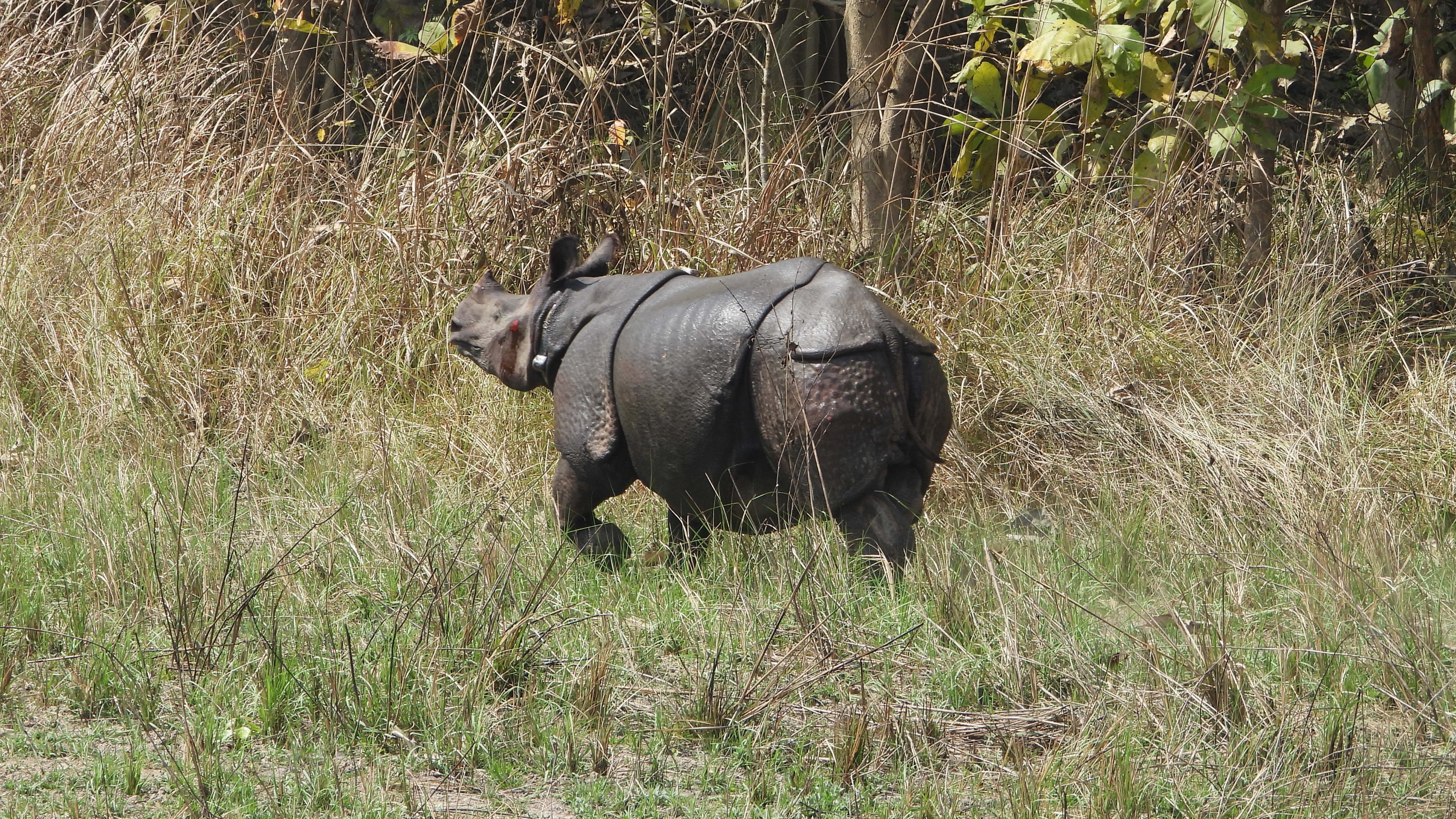 <div class="paragraphs"><p>Two rhinos were released.&nbsp;</p></div>