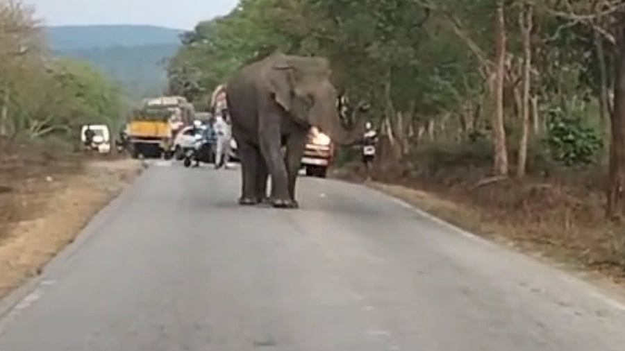 <div class="paragraphs"><p>Jumbo Rohit strays on to the road while undergoing training in Bandipur. Representative purpose</p></div>
