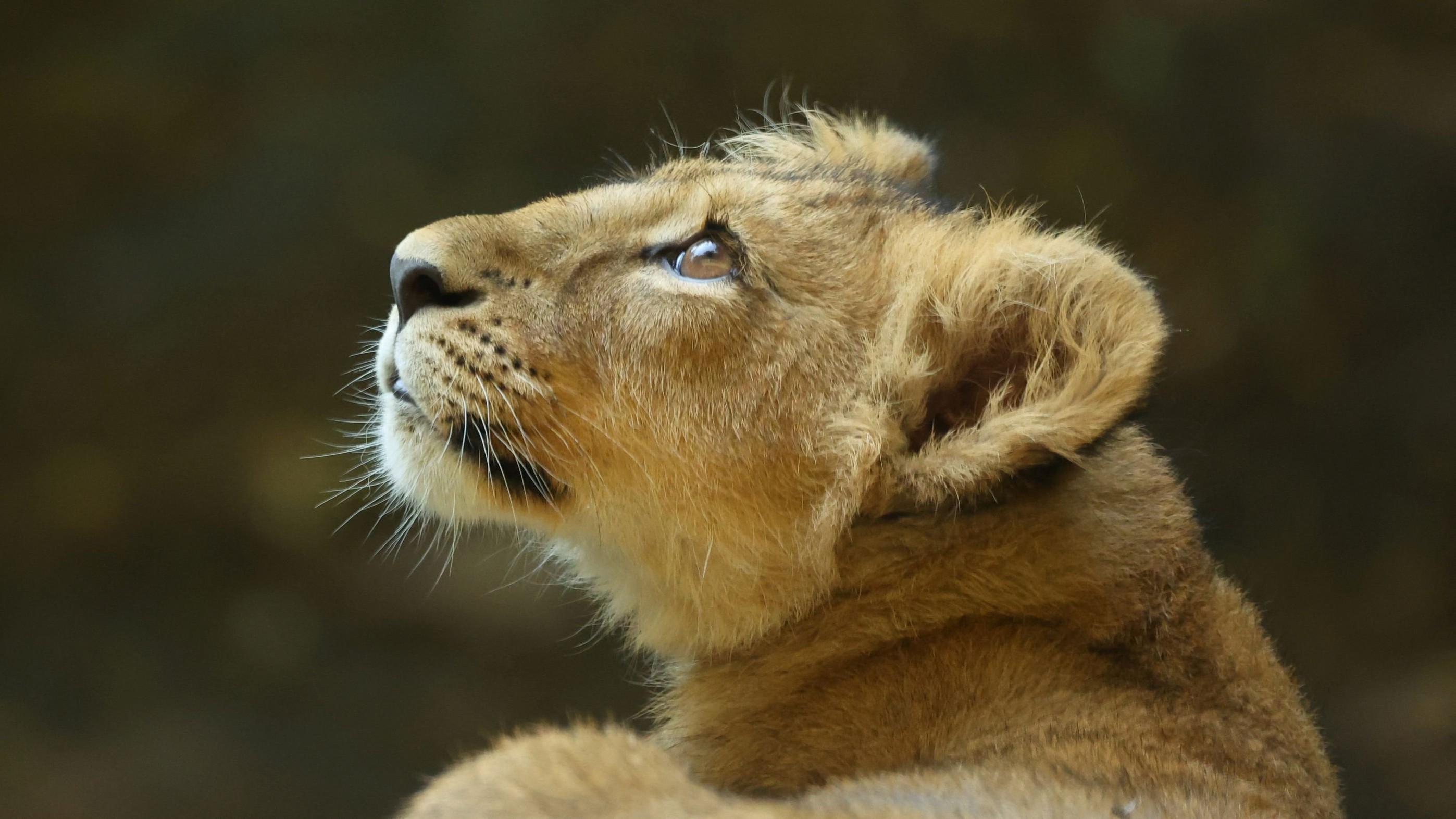 <div class="paragraphs"><p>An Asiatic lion cub.</p></div>