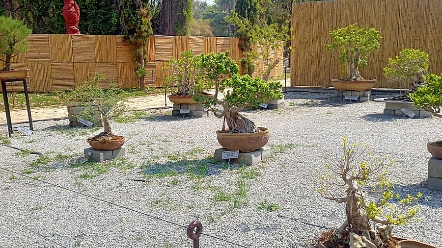 <div class="paragraphs"><p>Most plants at the Bonsai Garden have been grown within Lalbagh. </p></div>