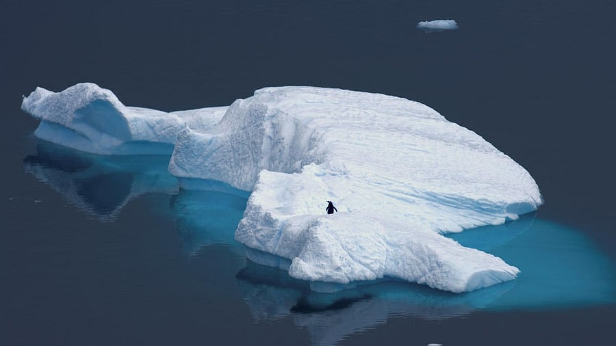 <div class="paragraphs"><p>A penguin stands atop an iceberg in Antarctica. </p></div>