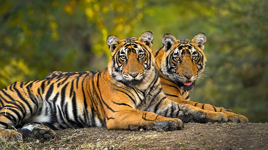 <div class="paragraphs"><p>18-month old tigers, offsprings of Tigress T-8 (Sultana), rest not far from their mother at the Ranthambore National Park, in Sawai Madhopur, Thursday, Nov. 5, 2020. The dry deciduous habitat of the reserve makes it easier to find and observe tigers in their natural wild habitat. </p></div>